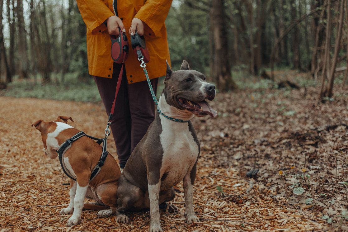 Person walking two dogs on a leafy path in a tranquil autumn forest setting.