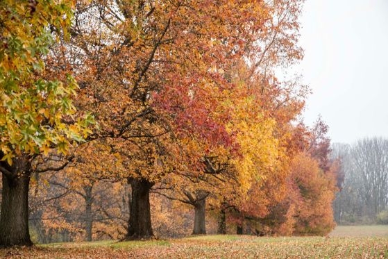 Vibrant autumn foliage with trees in a peaceful park, showcasing fall's beauty.