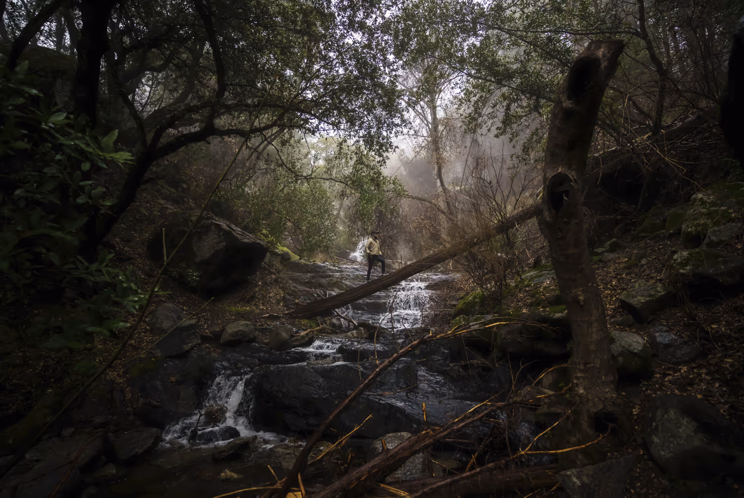 Person standing on rocks near a flowing stream in a dense, misty forest.