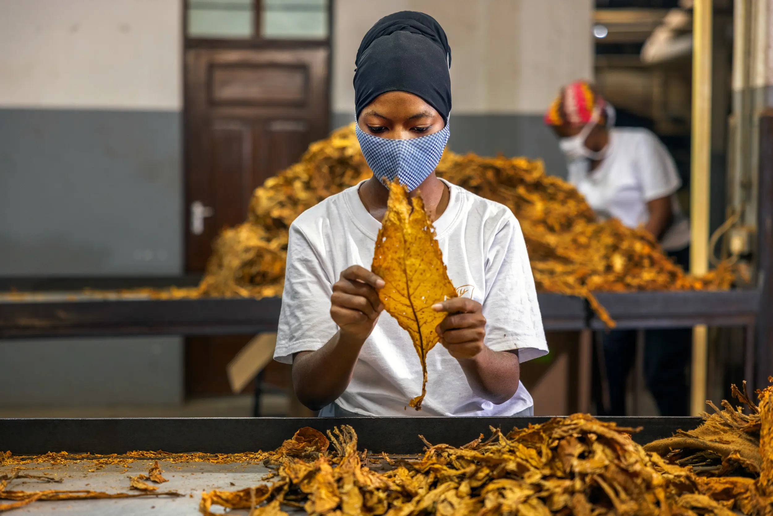 Mkwawa Leaf Tobacco Leaf Processing