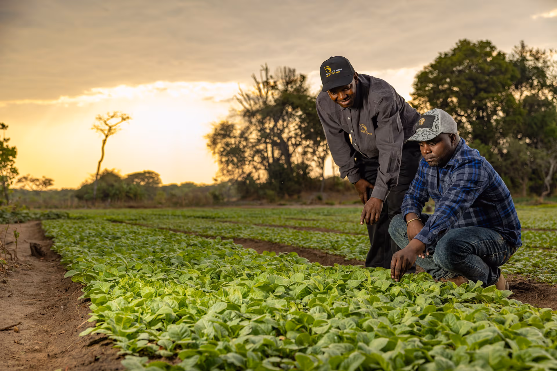 Tobacco Leaf Farm