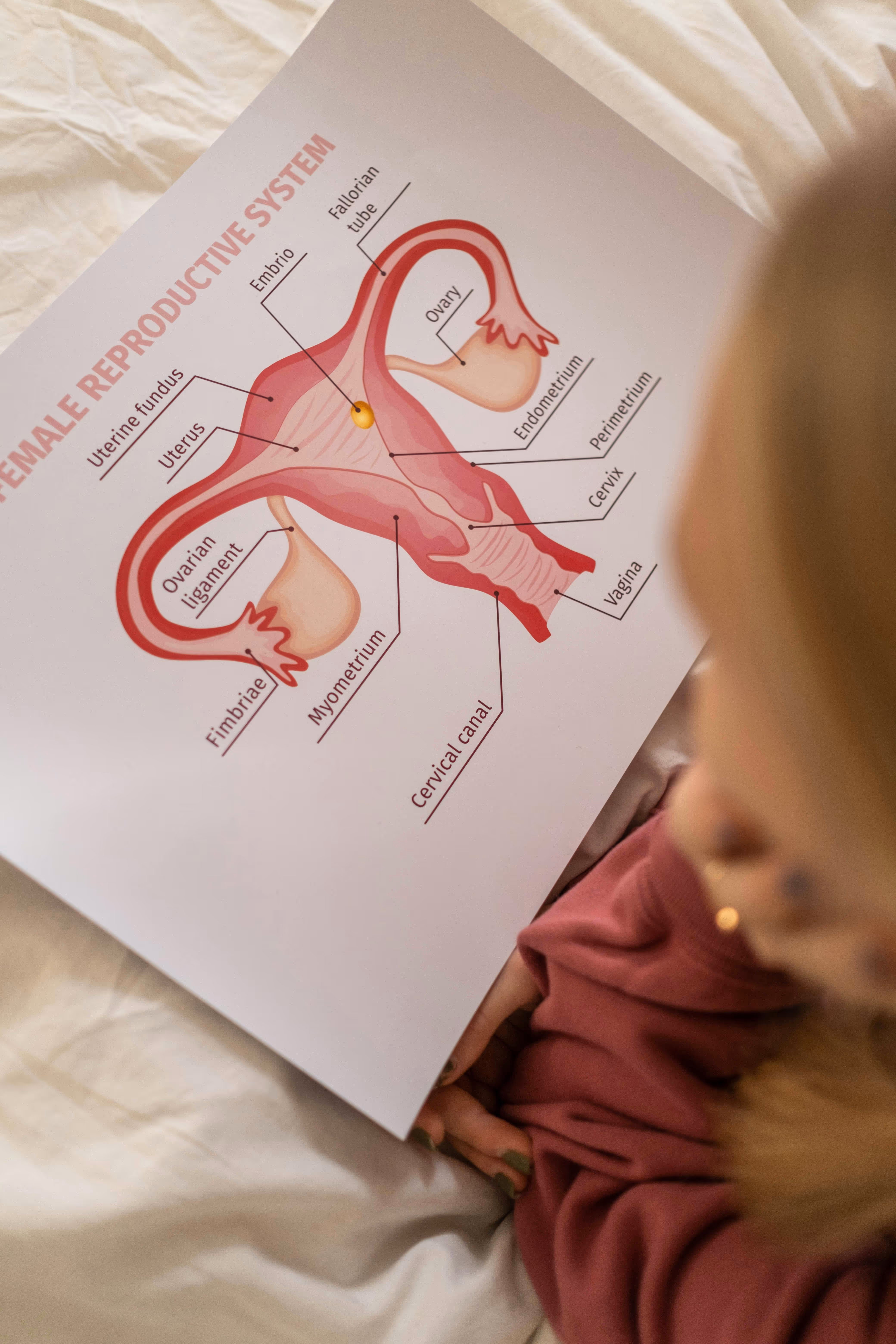 Person holding a detailed anatomical diagram of the female reproductive system showing uterus, fallopian tubes, ovaries, cervix, and vagina with labels.