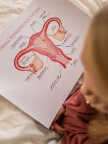 Person looking at a detailed anatomical diagram of the female reproductive system with labeled parts.