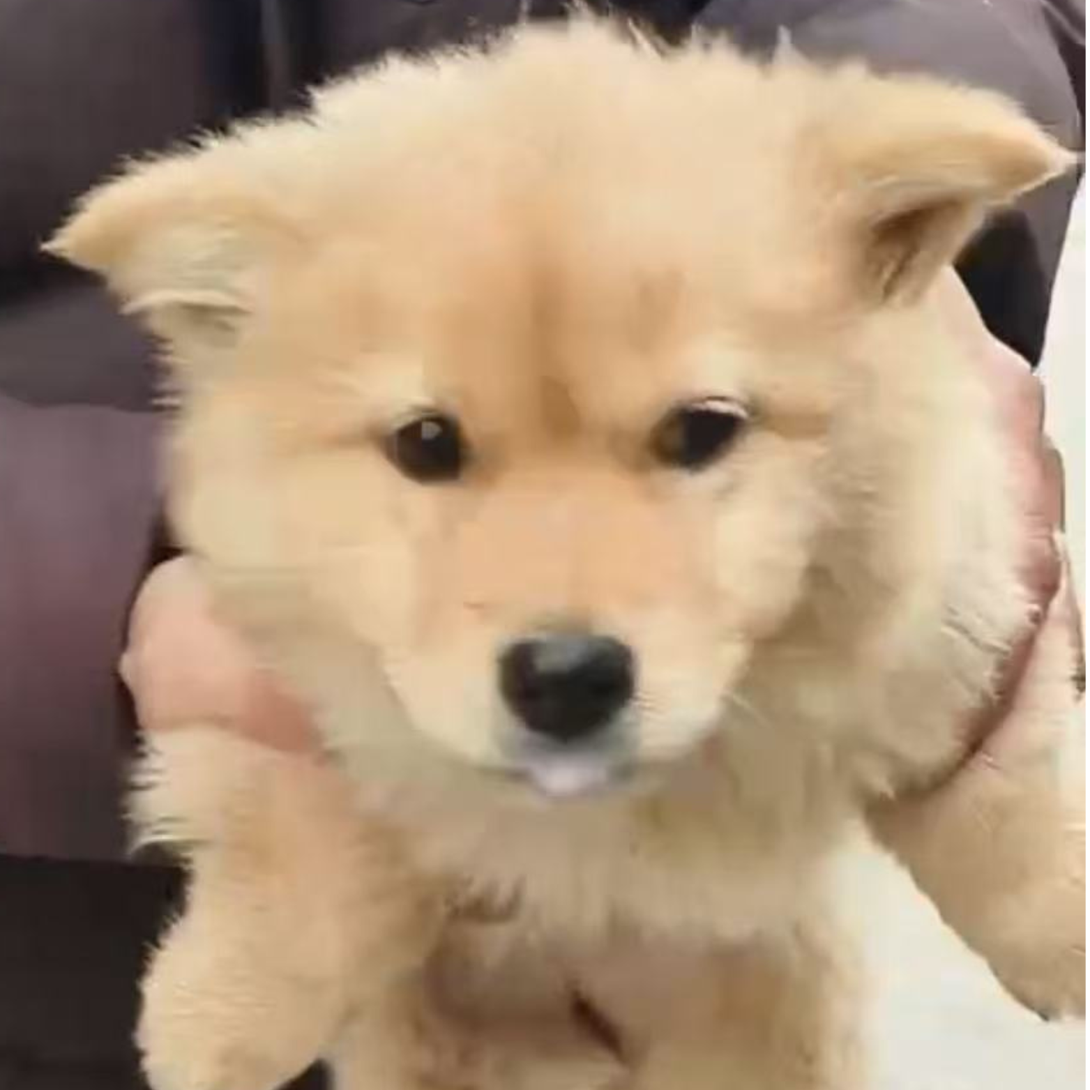 Preview photo of animal