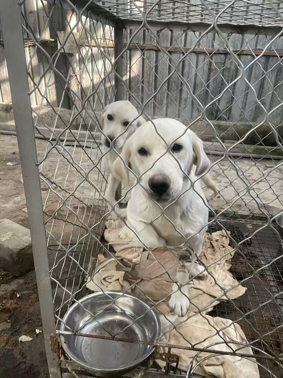 Preview photo of animal