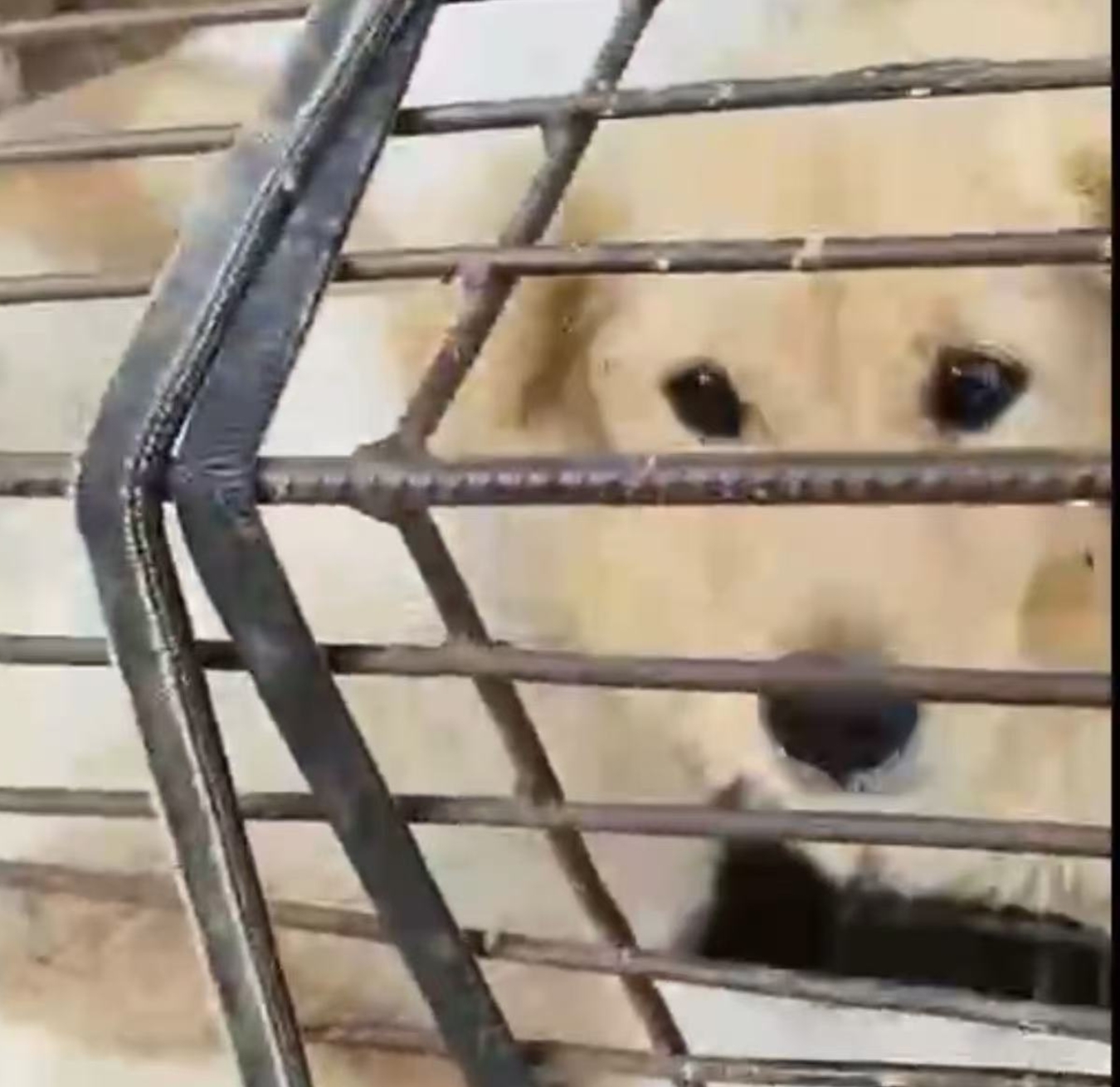 Preview photo of animal