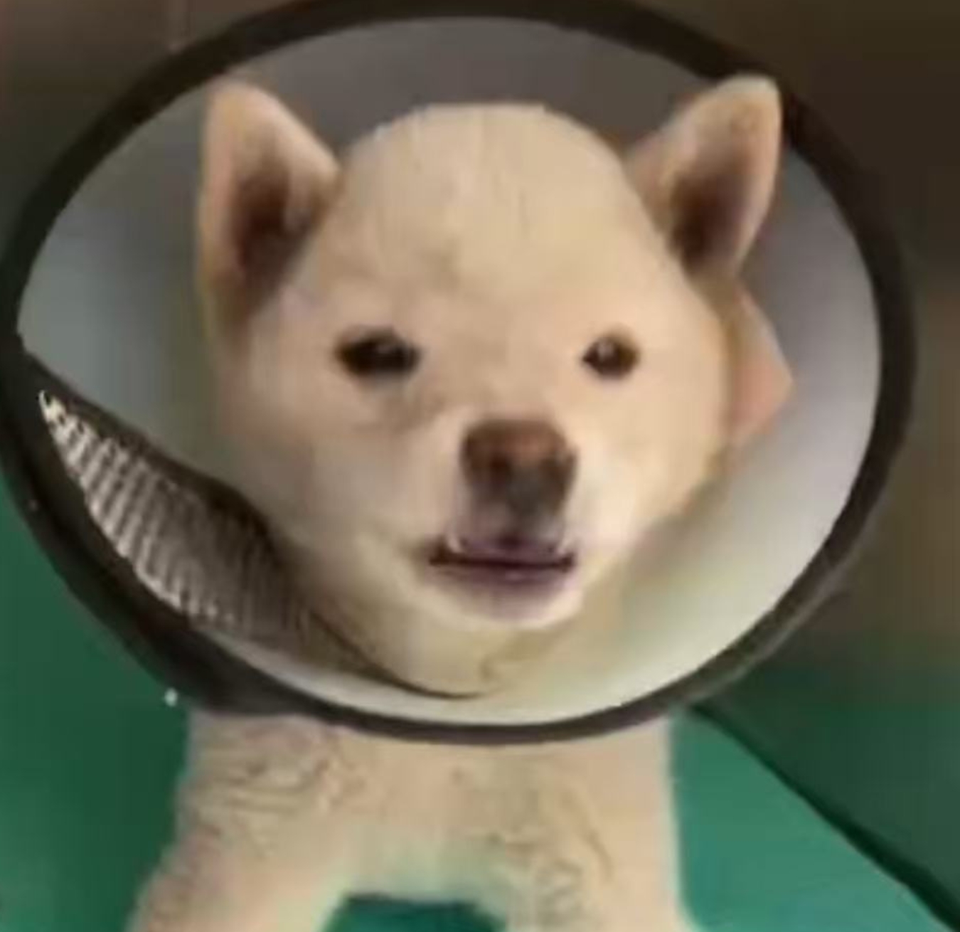 Preview photo of animal