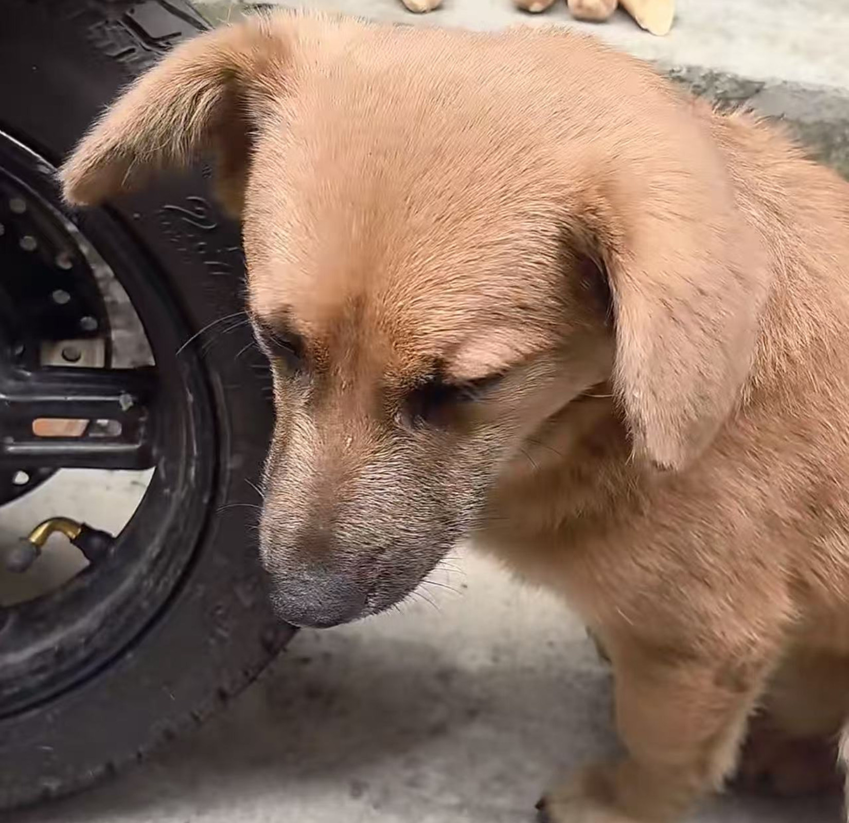 Preview photo of animal