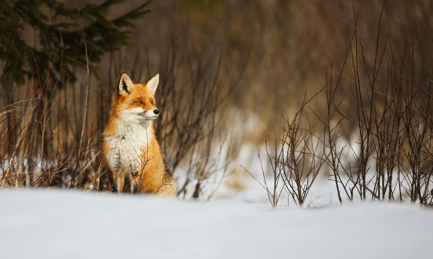 Our Resident Wildlife