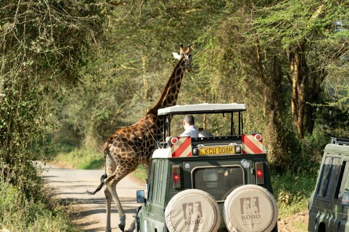  Giraffe walking near safari vehicle in wildlife reserve