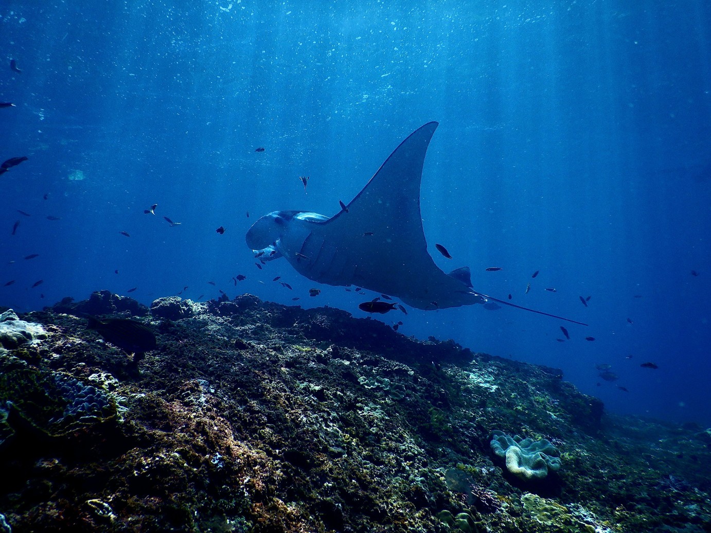 Manta ray underwater in BALI, Indonesia