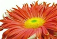 St Johns Garden Centre