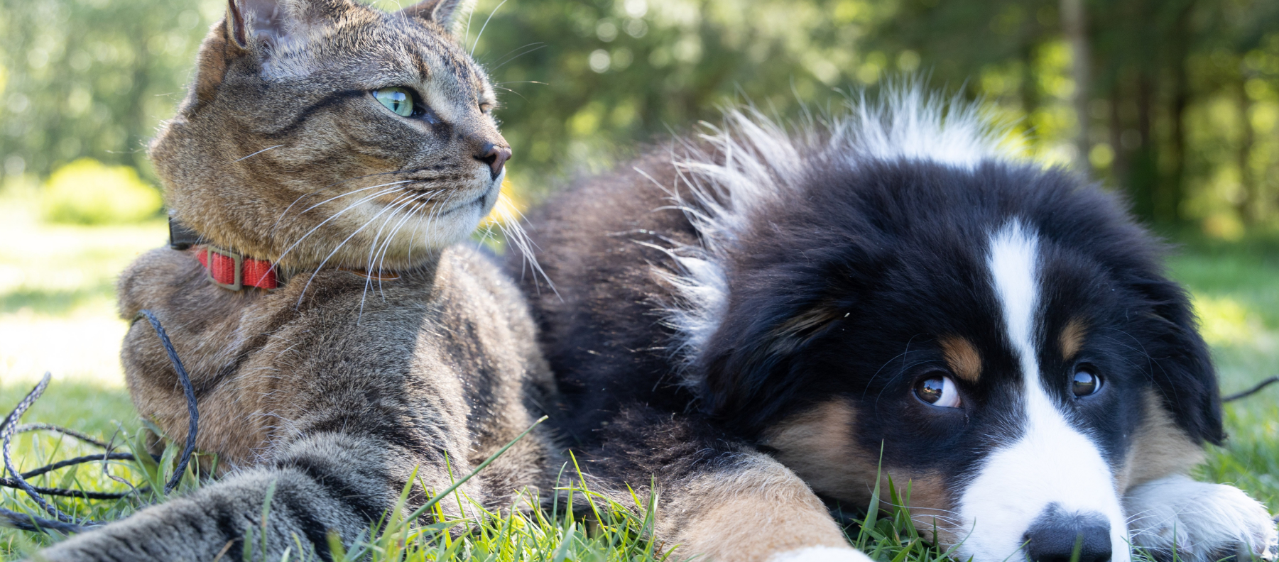 Cover image: Top 14 Animal Nonprofits to Donate to in 2022