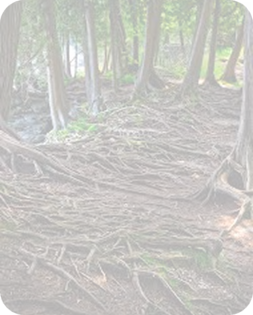 Nature, trees, grounding - Earth Background