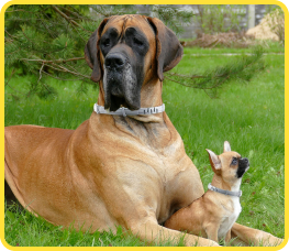 Power down when dog rests