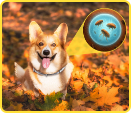 Kill fleas ticks larvae on contact