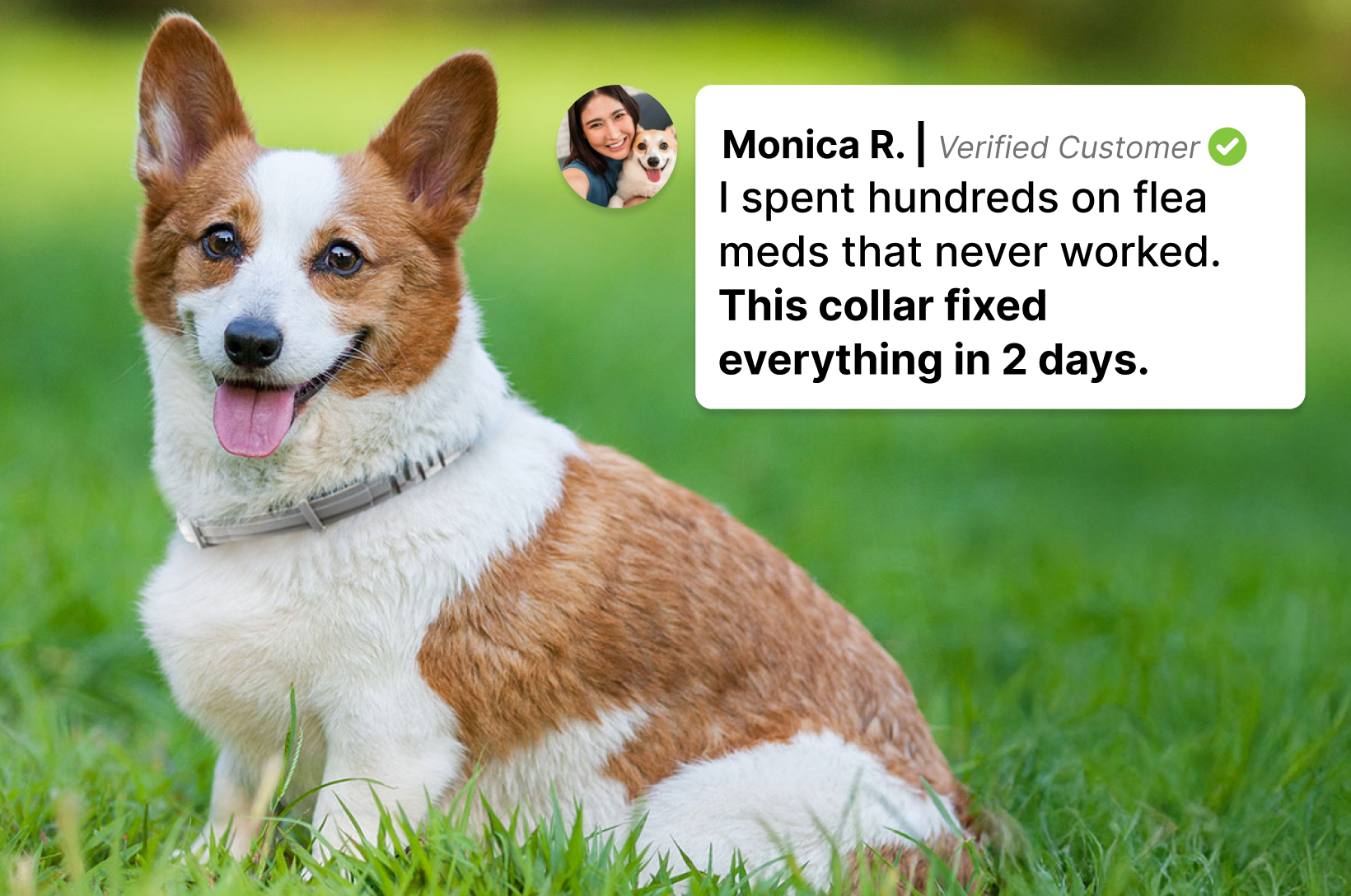 BiteShield Flea and Tick Collar for Dogs