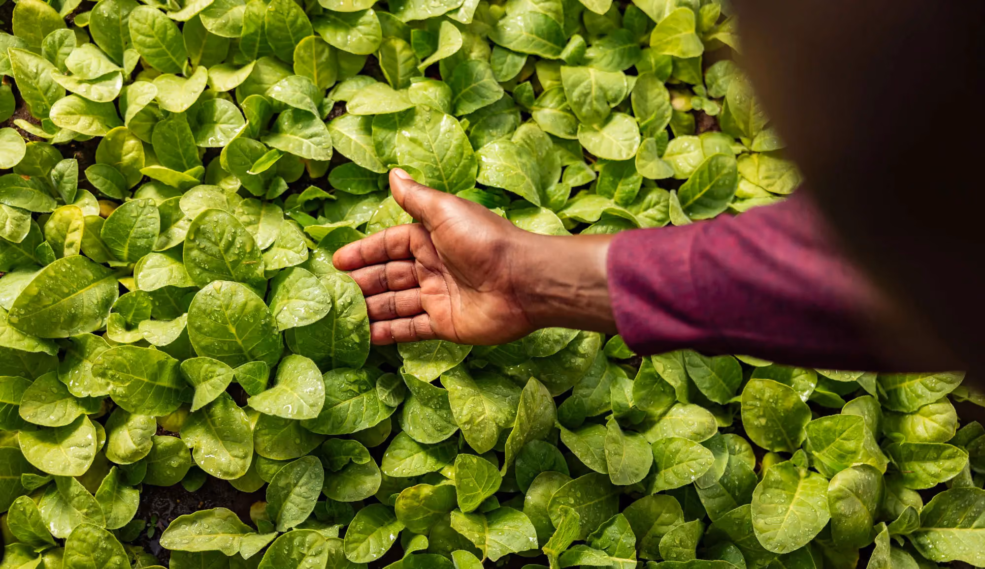 Leaf Quality