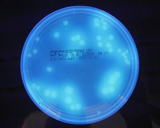 Bacterial colonies of Pseudomonas aeruginosa on a blue Petri dish under UV light.