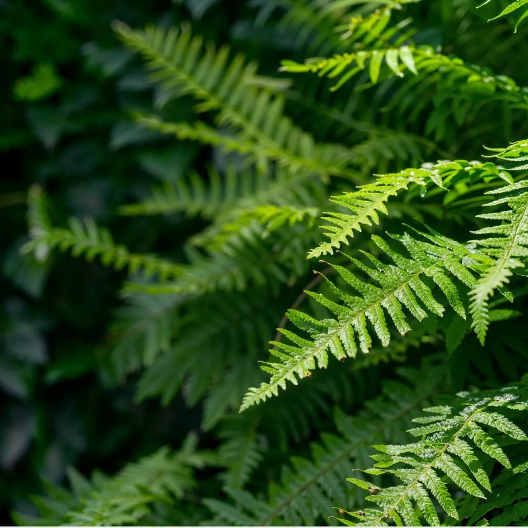 Instagram Image - Landscaping X Webflow Template