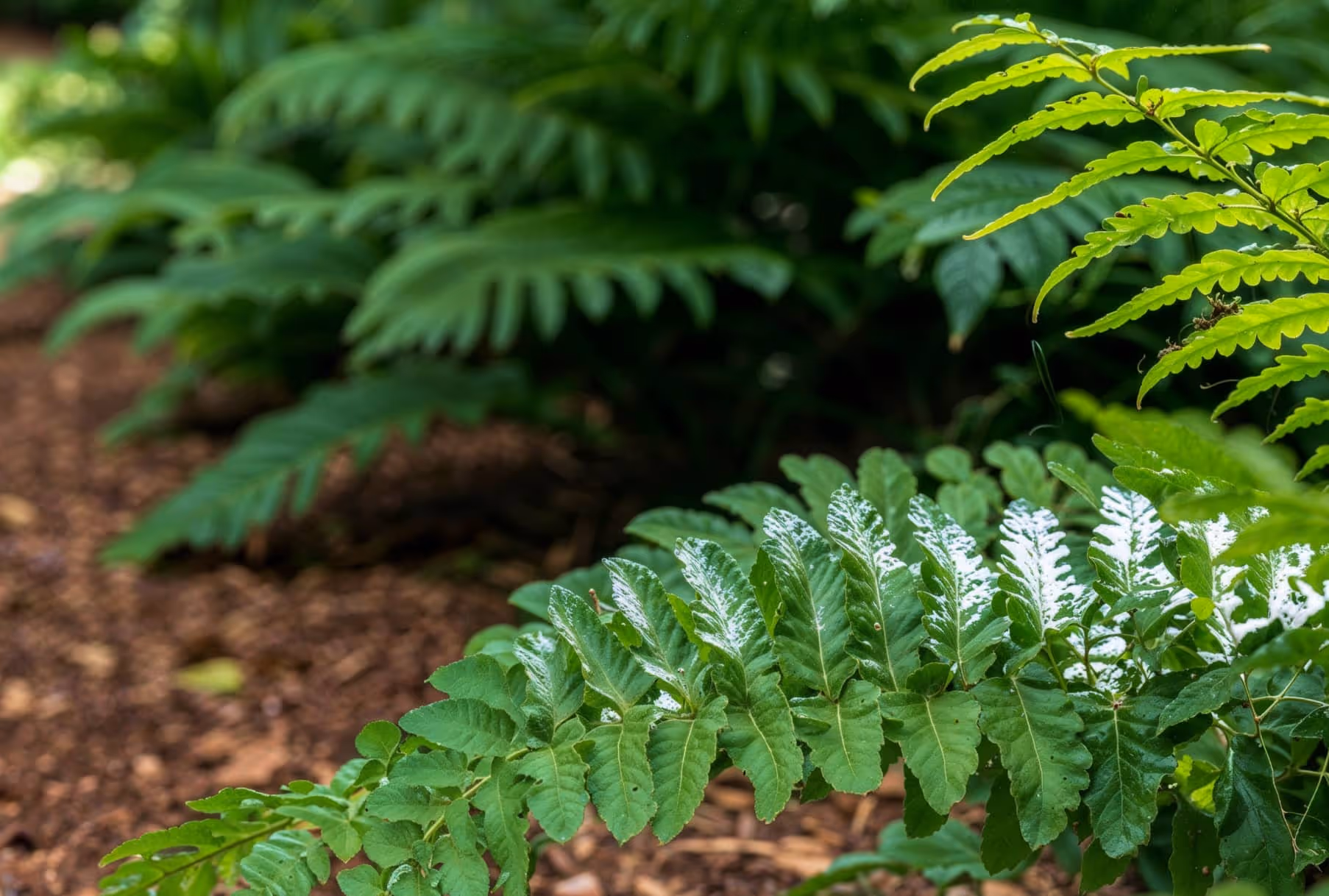 10 interesting ideas to steal from Los Angeles, CA gardens