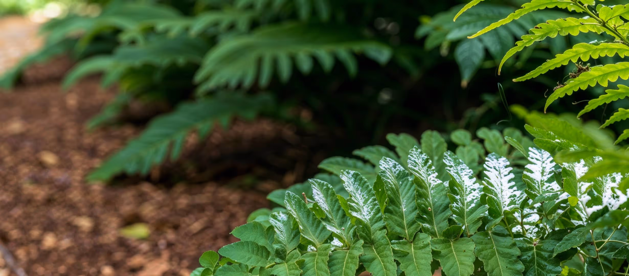 10 interesting ideas to steal from Los Angeles, CA gardens