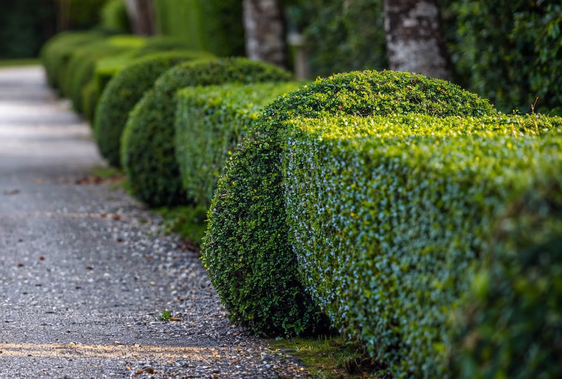 How to choose a garden that suits your personal needs: Step-by-step guide