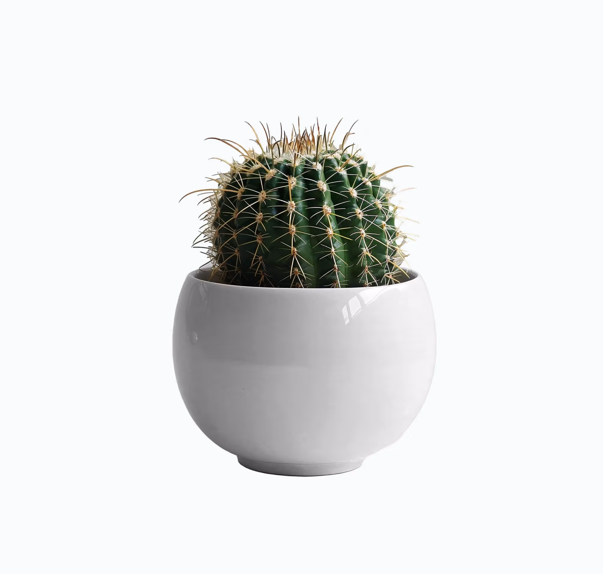 Balloon Cactus Plant