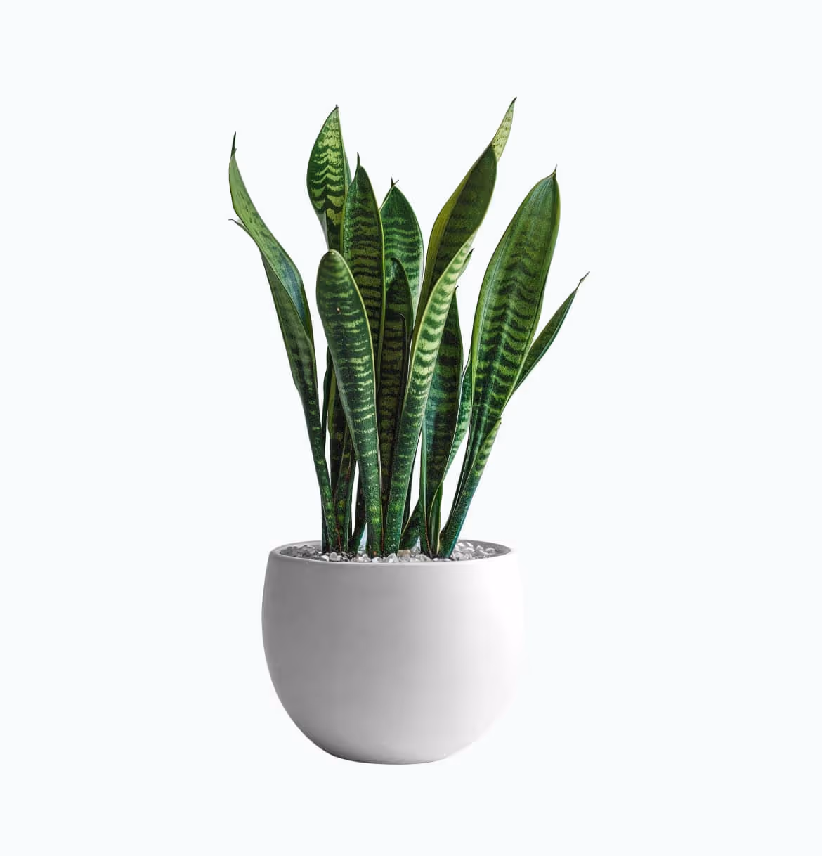 Snake Plant