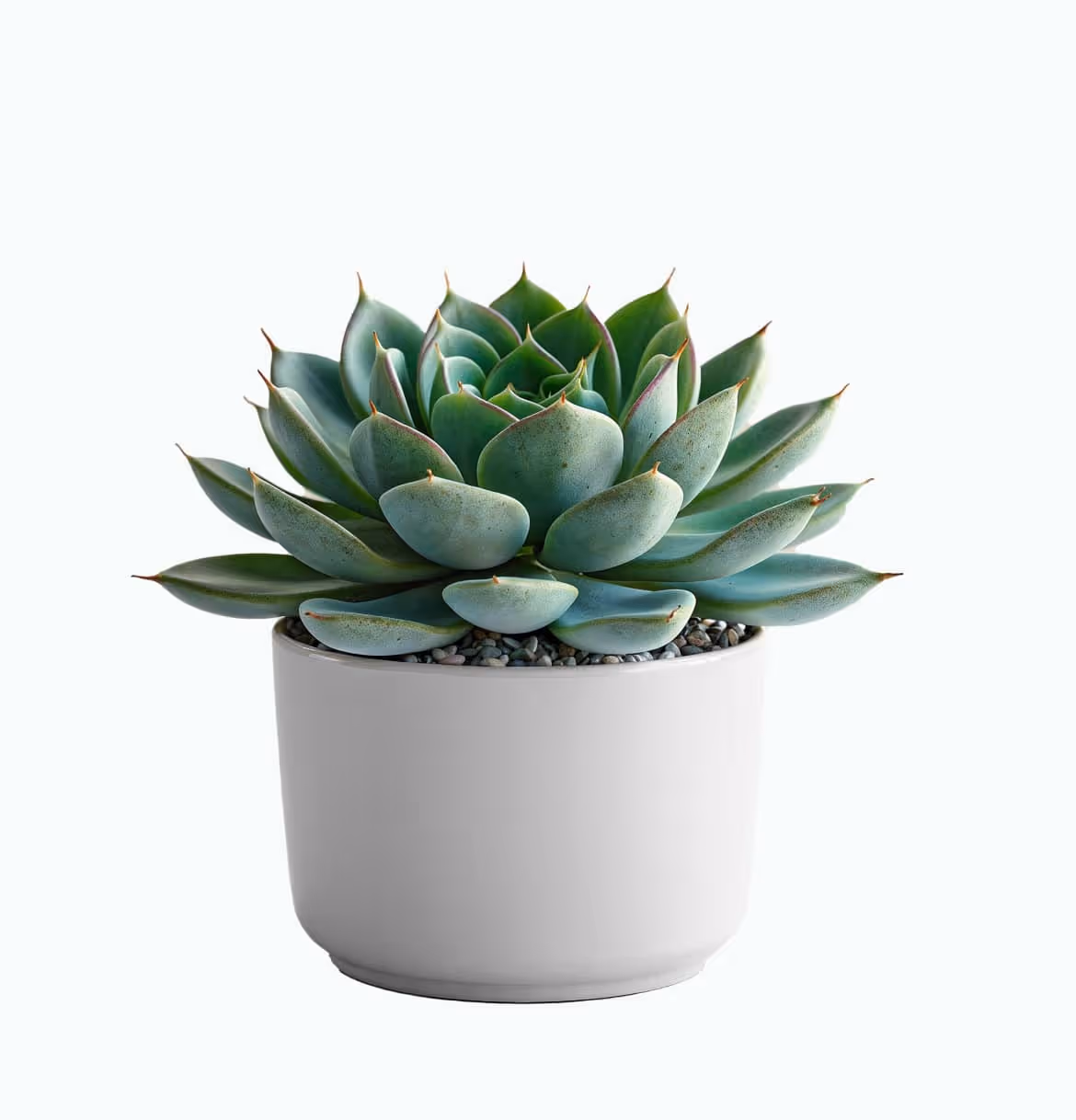 Succulent Plant