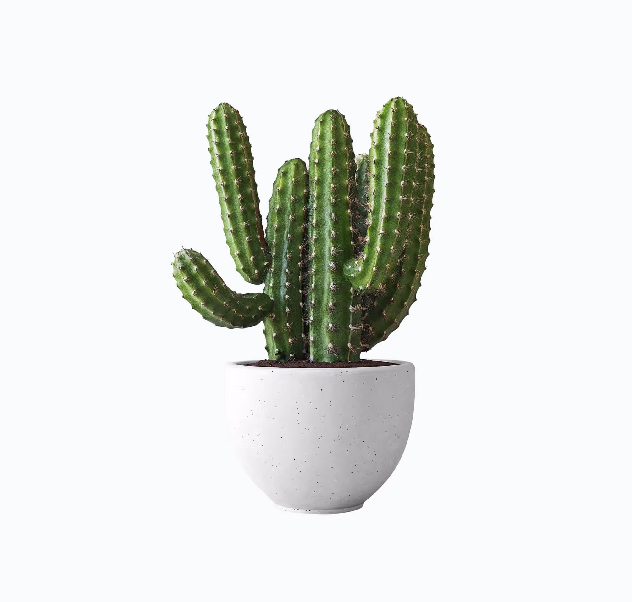 Cactus plant