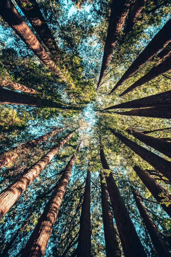 Looking up