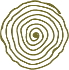 Top view of a tree trunk cross-section showing concentric growth rings in light green color.