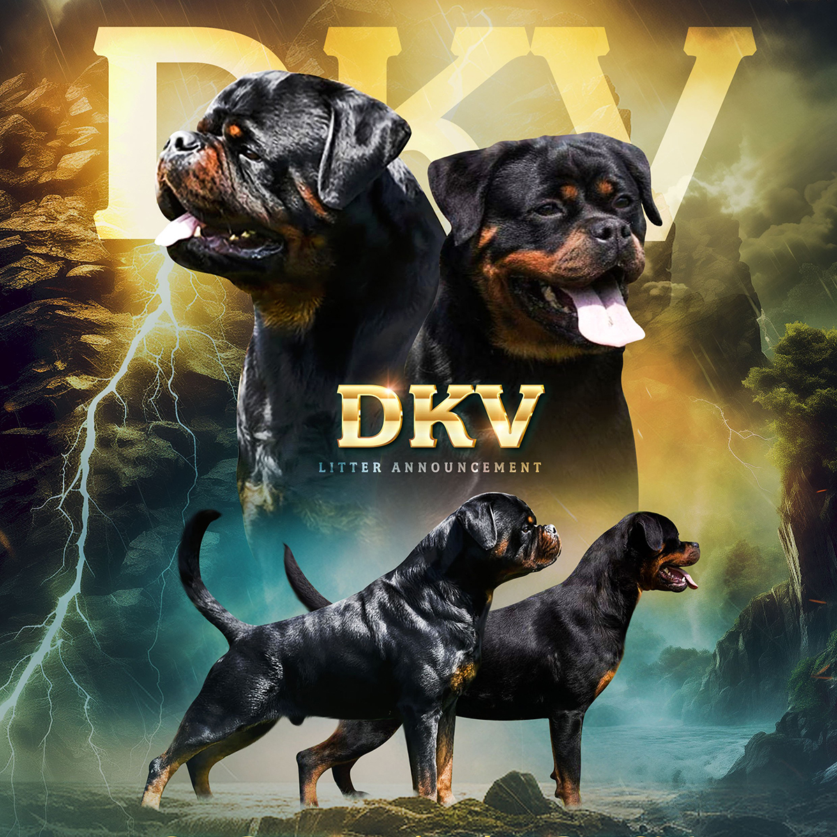 Planned DKV Rottweilers breeding pair representing upcoming German Rottweiler litters.