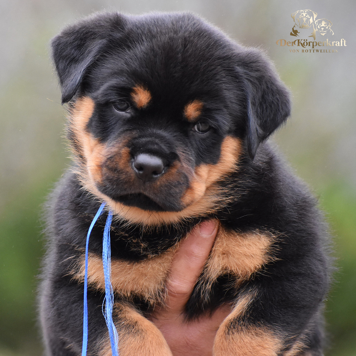 Close-up of a DKV Rottweilers German Rottweiler puppy demonstrating correct head type and expression.