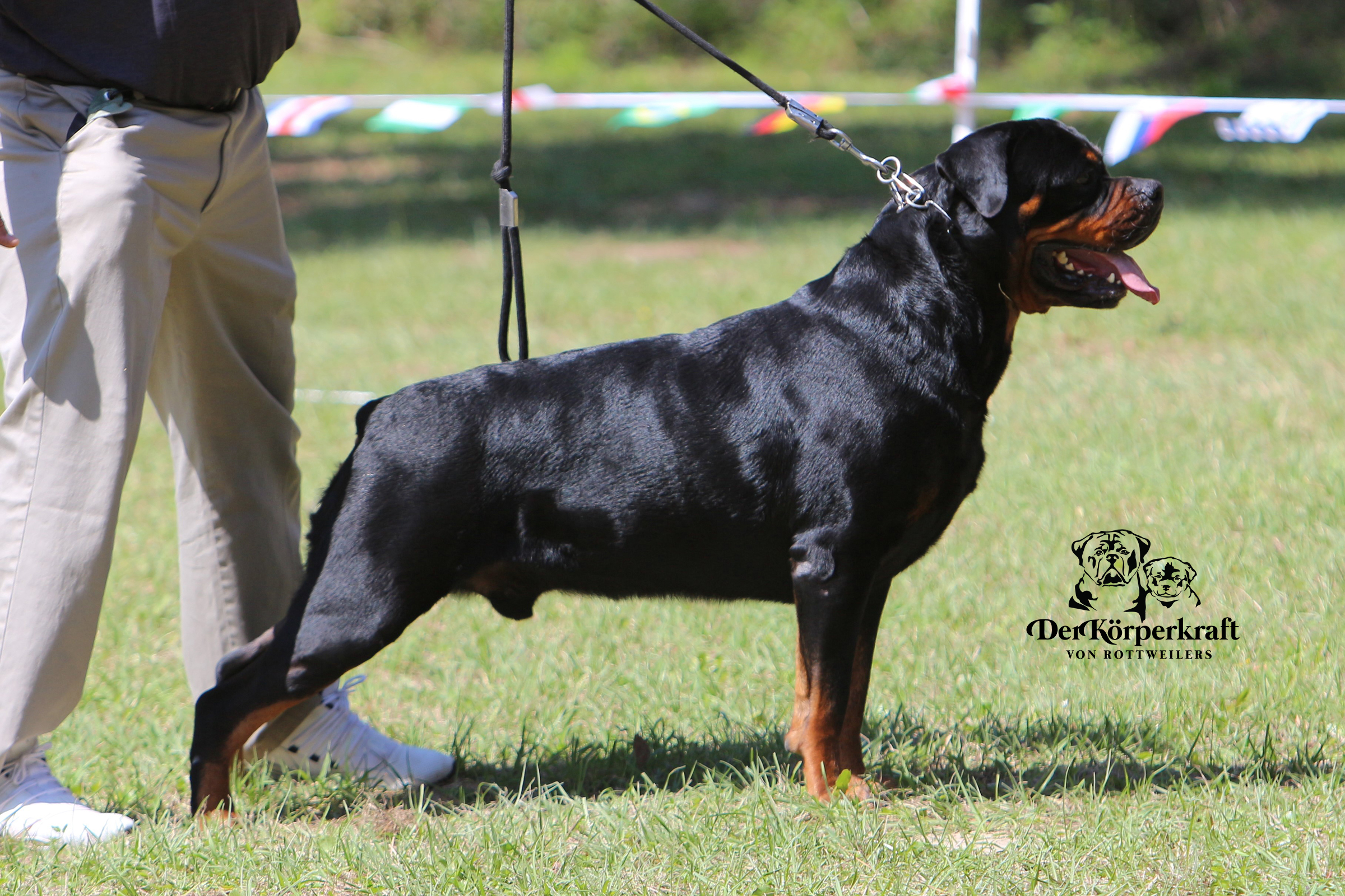 one image of an adult DKV Rottweiler male standing sideways showing correct breed structure at a dog show