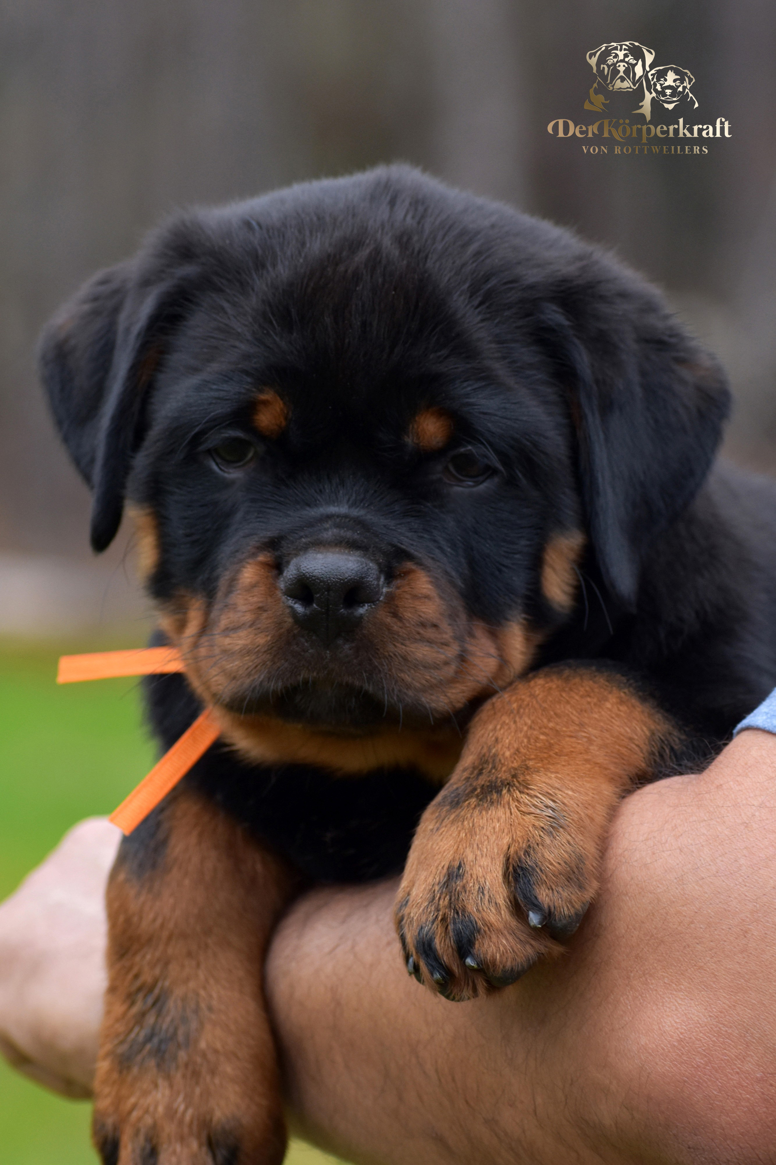 German Rottweiler puppy produced by DKV Rottweilers displaying strong structure and stable temperament