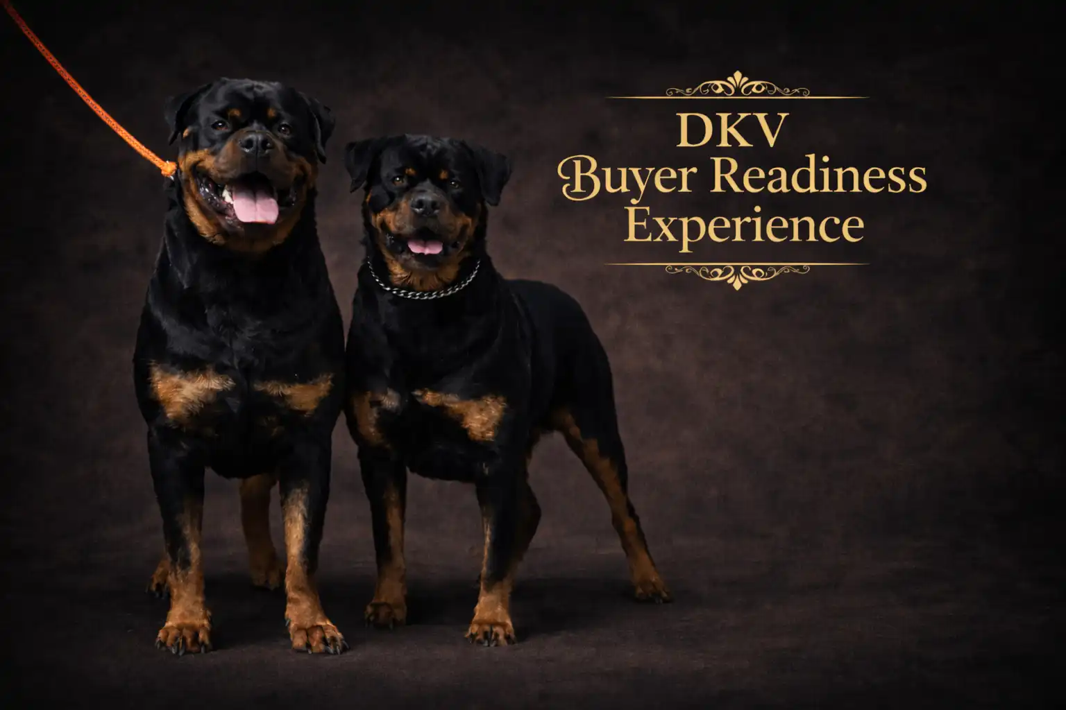 DKV Buyer Readiness Experience featuring two German Rottweilers showcasing strong structure, temperament, and elite bloodlines from a premium Rottweiler breeder program