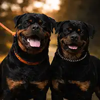 Close-up image of two adult German Rottweilers illustrating structured breeding standards and program integrity.