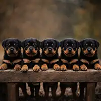 Row of five Rottweiler puppies representing litter placement order and structured reservation priority.
