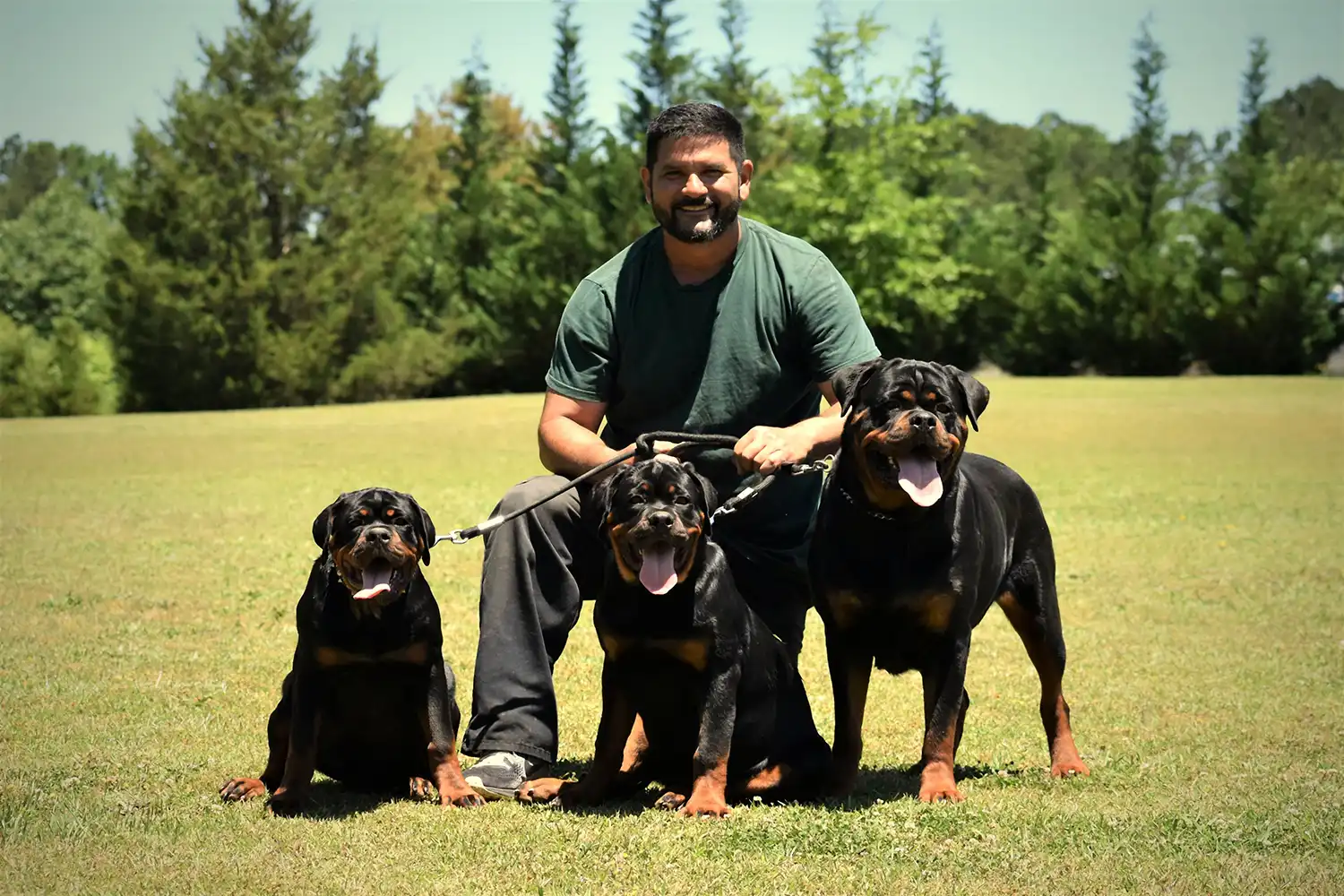 DKV Rottweilers breeder with three German Rottweilers showcasing strong structure, balanced temperament, and elite bloodlines from a top Rottweiler breeder program in the USA