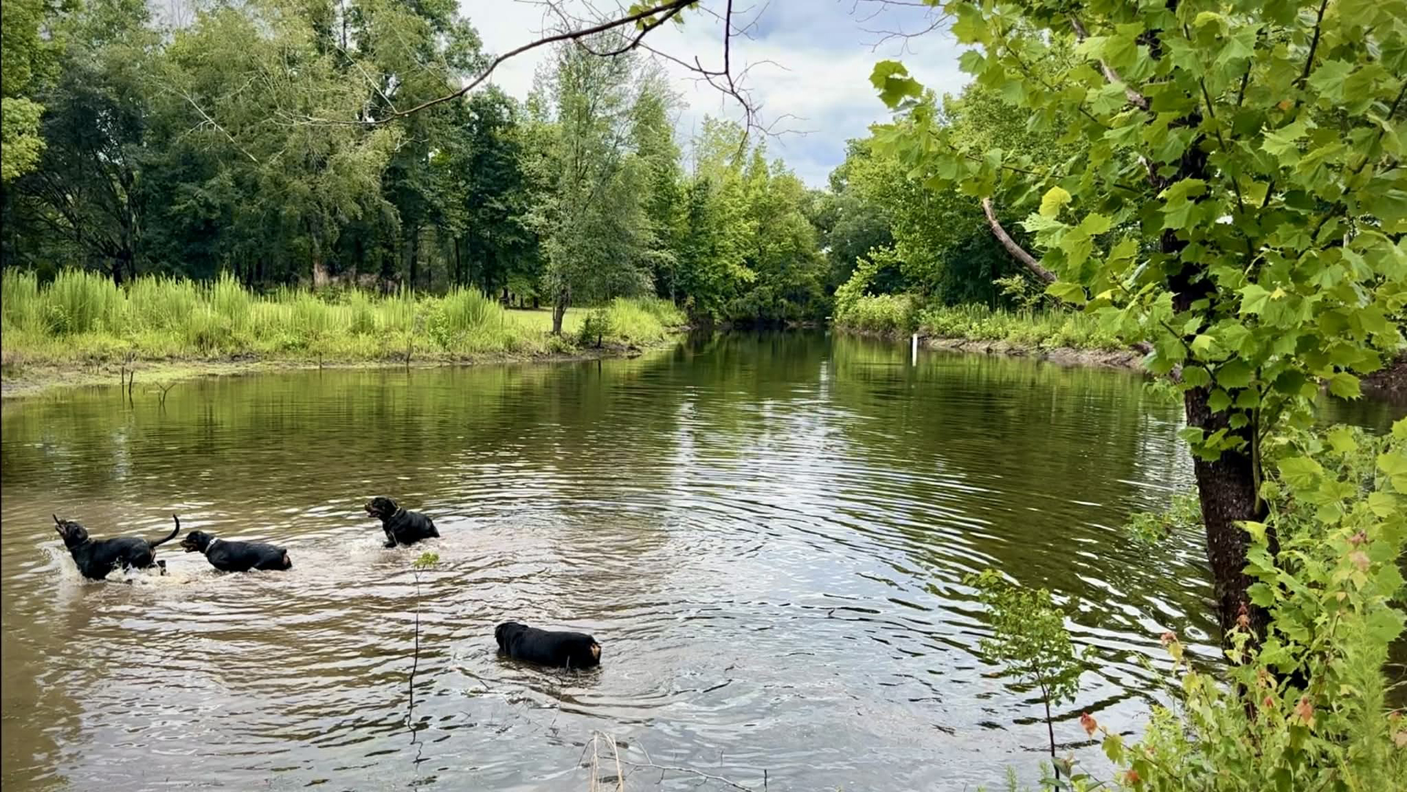 DKV Legacy facility supporting our structured German Rottweiler breeding program