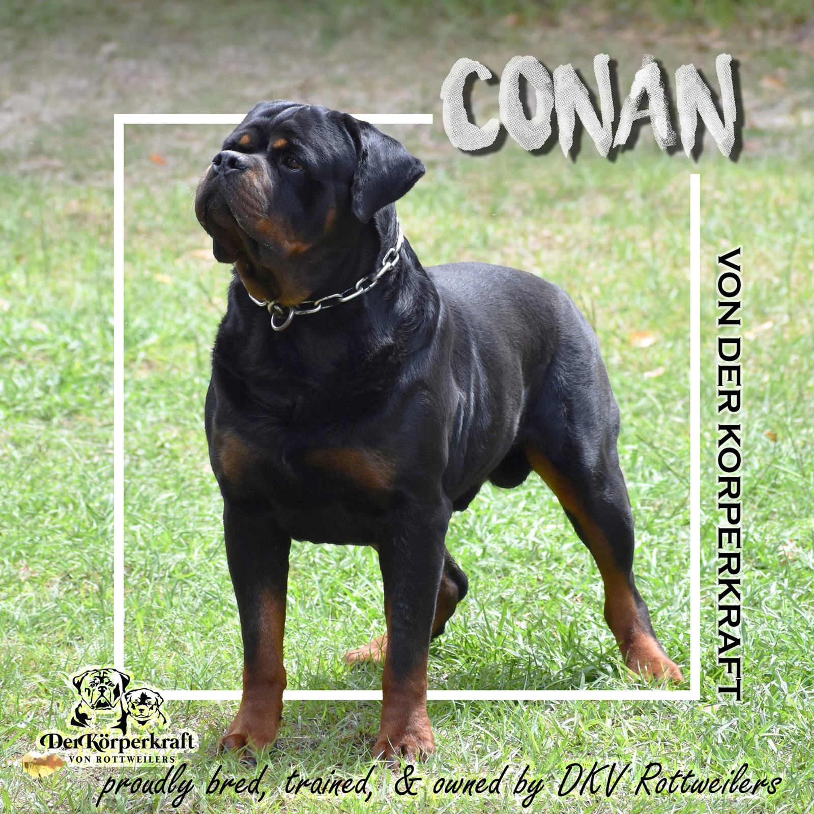 German Rottweiler stud Conan von Der Körperkraft showcasing elite structure, powerful build, and proven European bloodlines within the DKV Rottweilers breeding program