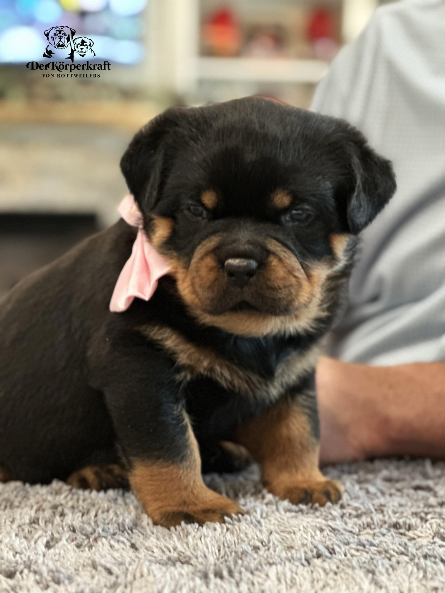 German Rottweiler puppy from DKV Rottweilers displaying early structure, strong bone, and correct head type, raised within a structured breeding and early development program