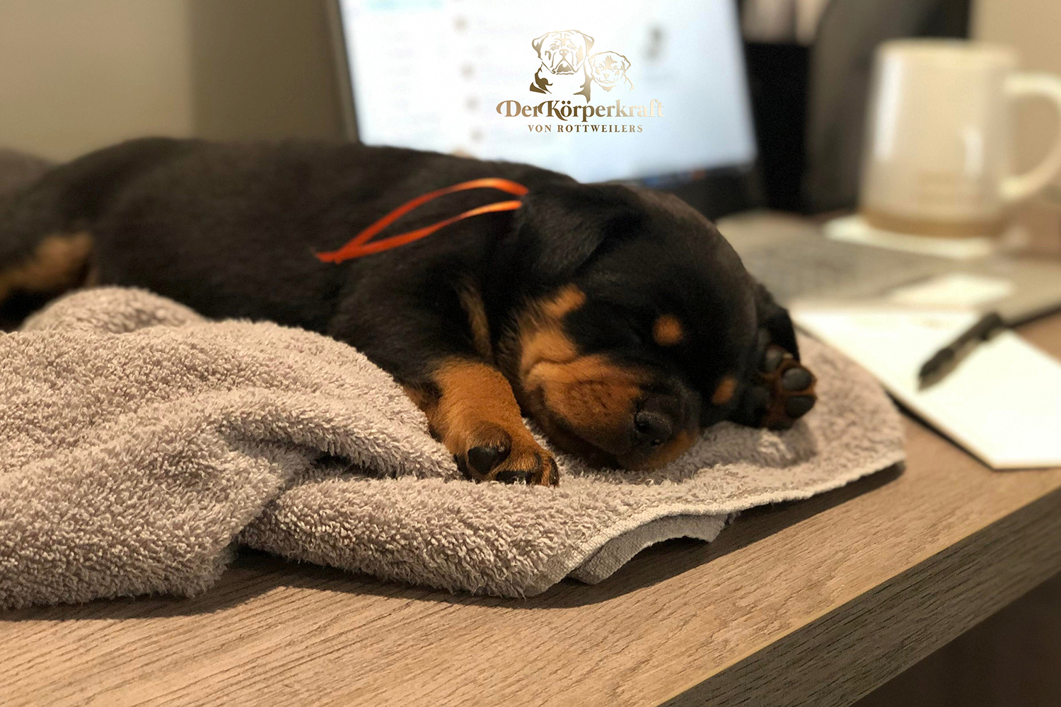 one image of an adult DKV Rottweiler male standing sideways showing correct breed structure at a dog show