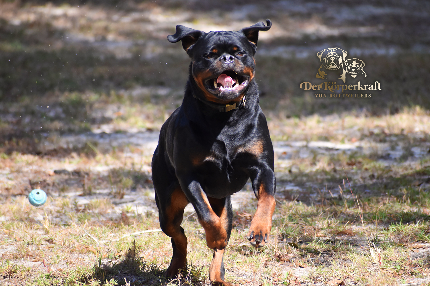 one image of an adult DKV Rottweiler male standing sideways showing correct breed structure at a dog show