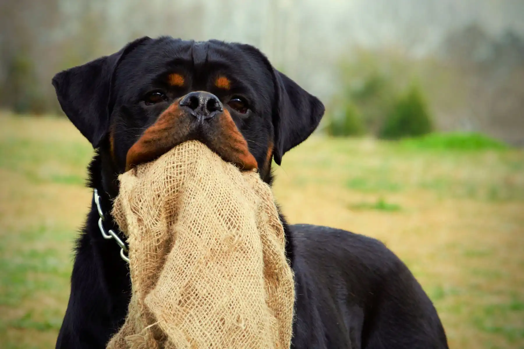 German Rottweiler holding training rag, demonstrating working ability, drive, and structured development within the DKV Rottweilers breeding program for strong, stable Rottweiler puppies