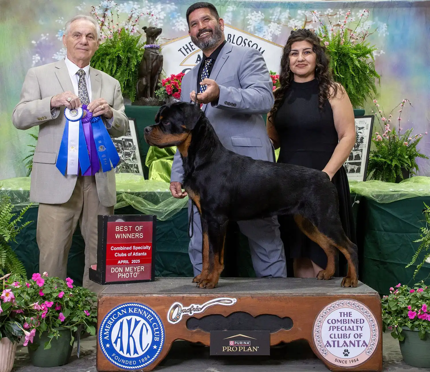 one image of an adult DKV Rottweiler male standing sideways showing correct breed structure at a dog show