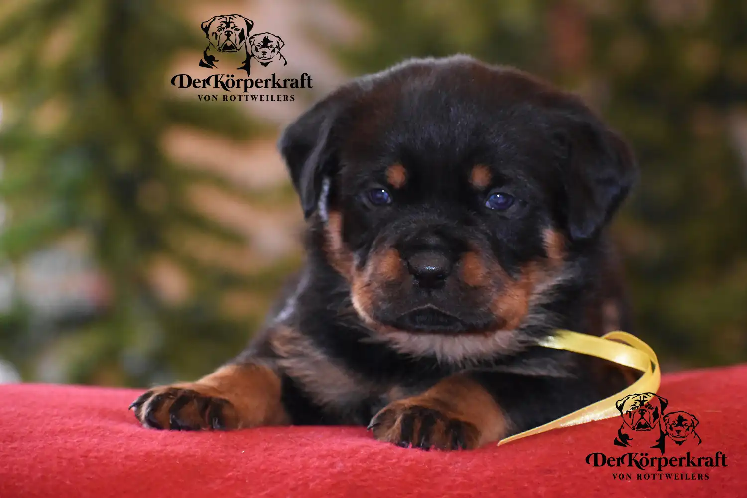 German Rottweiler puppy close-up from DKV bloodlines showcasing early development, strong head structure, and premium Rottweiler puppy quality from an elite breeder program