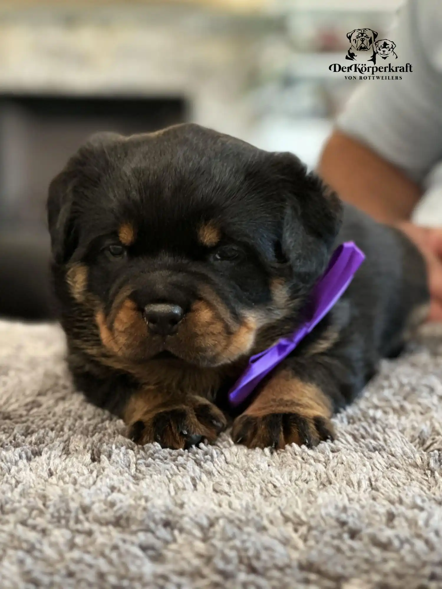 Rottweiler puppy from DKV Rottweilers showcasing early bone, compact structure, and correct markings, raised within a structured German Rottweiler breeding and development program